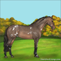 Horse Color:White Spotted Bay Dun Varnish 