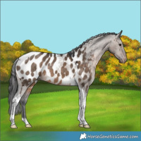 Horse Color:Brown Dun Tobiano Appaloosa