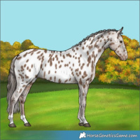 Horse Color:Liver Red Dun Near Leopard Brindle 