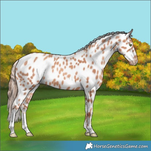 Horse Color:White Spotted Gold Champagne Appaloosa 