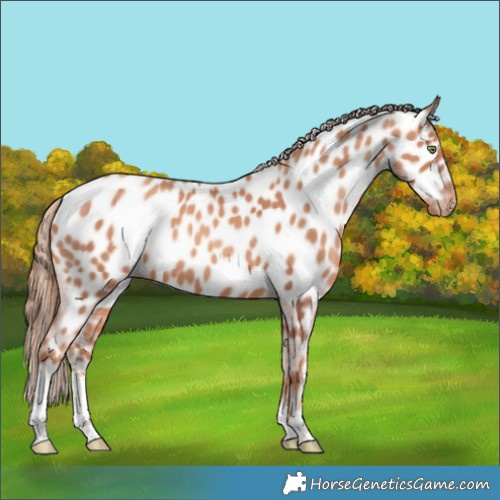 Horse Color:White Spotted Gold Champagne Appaloosa 