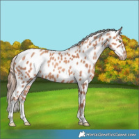 Horse Color:White Spotted Gold Champagne Appaloosa 