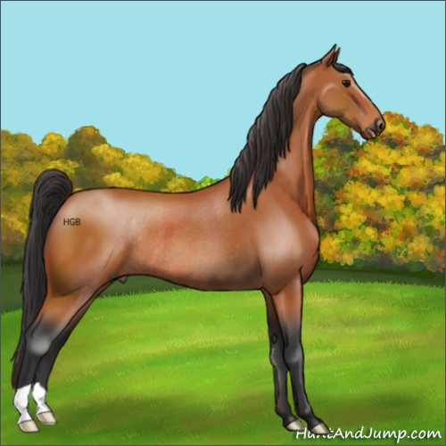 Horse Color:Bay Rabicano 