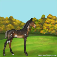 Horse Color:Gray White Spotted Silver Smoky Black 