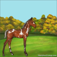 Horse Color:White Spotted Silver Brown 