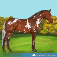 Horse Color:White Spotted Silver Brown