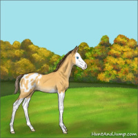Horse Color:Amber Cream Champagne Splash Appaloosa 