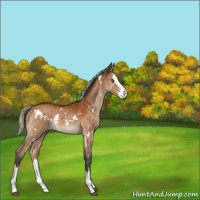 Horse Color:White Spotted Silver Buckskin Splash 