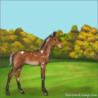 Horse Color:White Spotted Silver Buckskin Varnish 