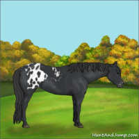 Horse Color:Black  and Black Blanket 