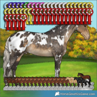 Horse Color:White Spotted Silver Smoky Black Appaloosa 
