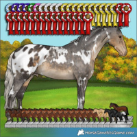 Horse Color:White Spotted Silver Smoky Black Appaloosa 