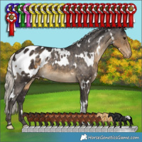 Horse Color:White Spotted Silver Smoky Black Appaloosa