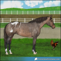 Horse Color:Brown Dun Appaloosa Brindle 