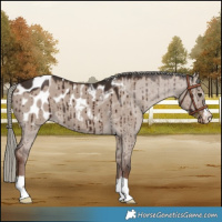 Horse Color:Liver Red Dun Mushroom Appaloosa Brindle