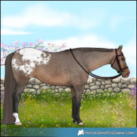Horse Color:Brown Dun Appaloosa Brindle 