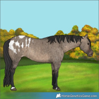 Horse Color:Brown Dun Appaloosa Brindle 