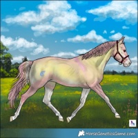Horse Color:Watercolor Grullo Onyx Appaloosa 