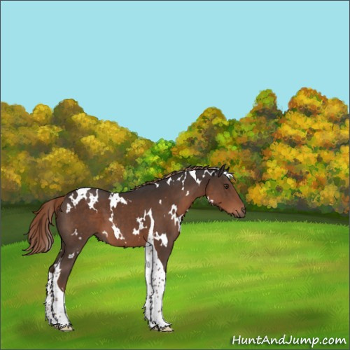 Horse Color:White Spotted Liver Chestnut Tobiano 