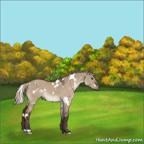 Horse Color:White Spotted Silver Brown Dun 