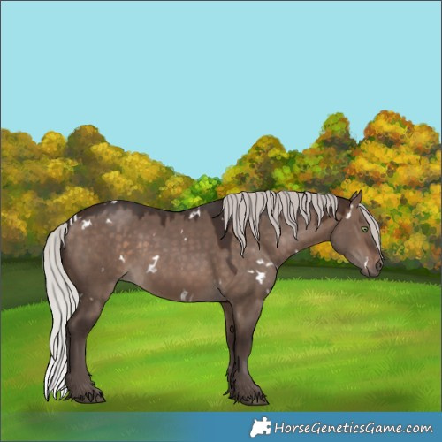 Horse Color:White Spotted Silver Brown Dun 