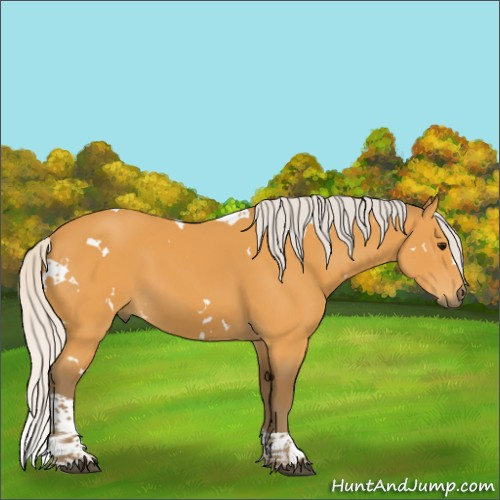 Horse Color:White Spotted Silver Buckskin Tobiano Rabicano 