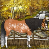 Horse Color:Bay Splash Frame and Bay Splash