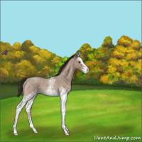Horse Color:White Spotted Classic Champagne Roan 