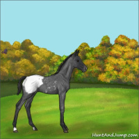 Horse Color:Blue Roan Snowcap 