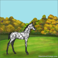 Horse Color:Blue Roan Near Leopard