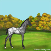Horse Color:Blue Roan Appaloosa 