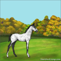 Horse Color:Blue Roan Appaloosa 