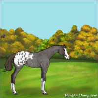 Horse Color:Smoky Blue Roan Splash Appaloosa