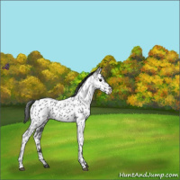Horse Color:Blue Roan Near Leopard 