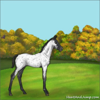 Horse Color:Blue Roan Near Leopard 