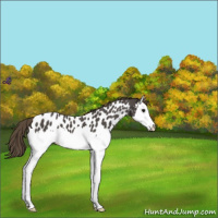Horse Color:Smoky Blue Roan Splash Appaloosa 