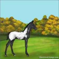 Horse Color:Blue Roan Snowcap 