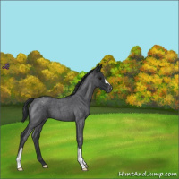 Horse Color:Blue Roan Varnish 