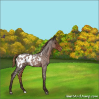 Horse Color:Liver Red Roan Appaloosa 
