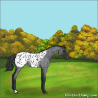 Horse Color:Blue Roan Appaloosa 
