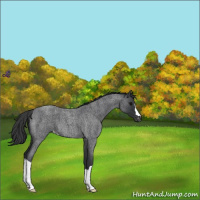 Horse Color:Blue Roan Varnish 