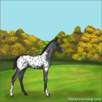 Horse Color:Blue Roan Appaloosa 