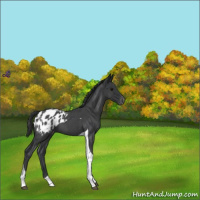 Horse Color:Blue Roan Tobiano Appaloosa 