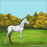 Horse Color:Blue Roan Appaloosa