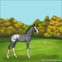 Horse Color:Blue Roan Splash Appaloosa 