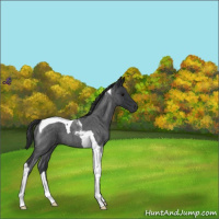 Horse Color:Blue Roan Tobiano 