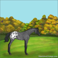 Horse Color:Blue Roan Appaloosa