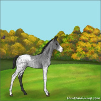 Horse Color:White Spotted Blue Roan Appaloosa 