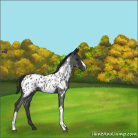 Horse Color:Blue Roan Appaloosa