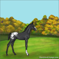 Horse Color:Blue Roan Appaloosa 